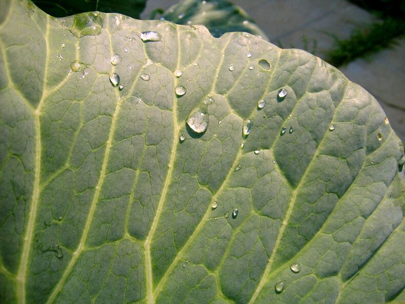 L'impacco di foglie di cavolo aiuterà a sbarazzarsi delle vene varicose sulle gambe